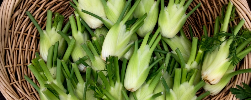 Fennel What Is Flavor Uses Benefits And Harm